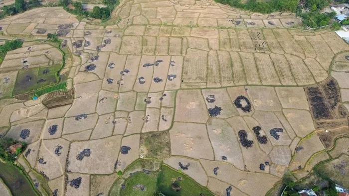 kekeringan lahan pertanian Bekasi