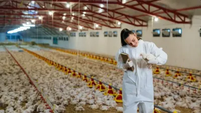 Danantara Mulai Hilirisasi Ayam Rp20 Triliun, Harapan Baru Peternak Rakyat