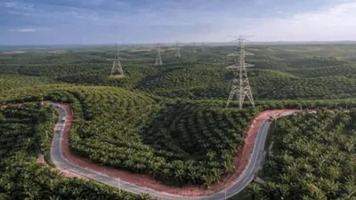 Debat Sawit vs Hutan: Ahli Tegaskan Perkebunan Monokultur Melemahkan Ekosistem