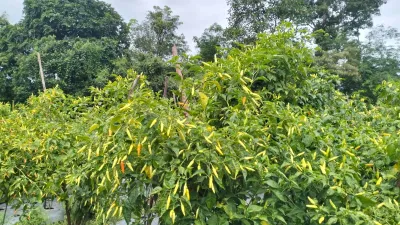 Harga Cabai Naik Tajam di Sintang, Pedagang Keluhkan Keuntungan Menipis