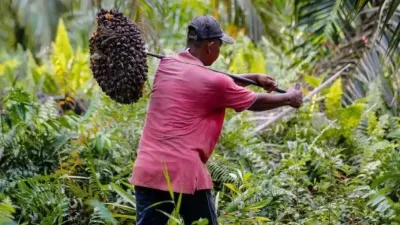 Pengawasan Tata Niaga Sawit Diperkuat, Harga Petani Mulai Pulih