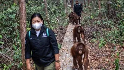 Evakuasi Orang Utan Berpacu dengan Api, 51 Satwa Selamat
