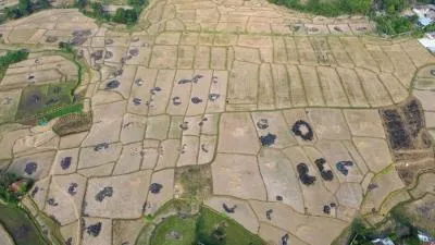 Kekeringan Lahan Pertanian Bekasi, 539 Hektare Menanti Air