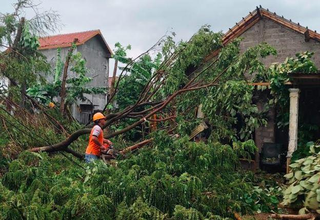 Cuaca Ekstrem - Angin kencang Tumbangkan Pohon dan menimpa rumah warga