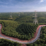 ilustrasi kebun sawit