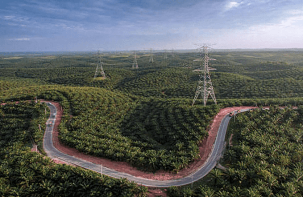 ilustrasi kebun sawit
