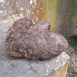 Uwi - (Dioscorea alata)