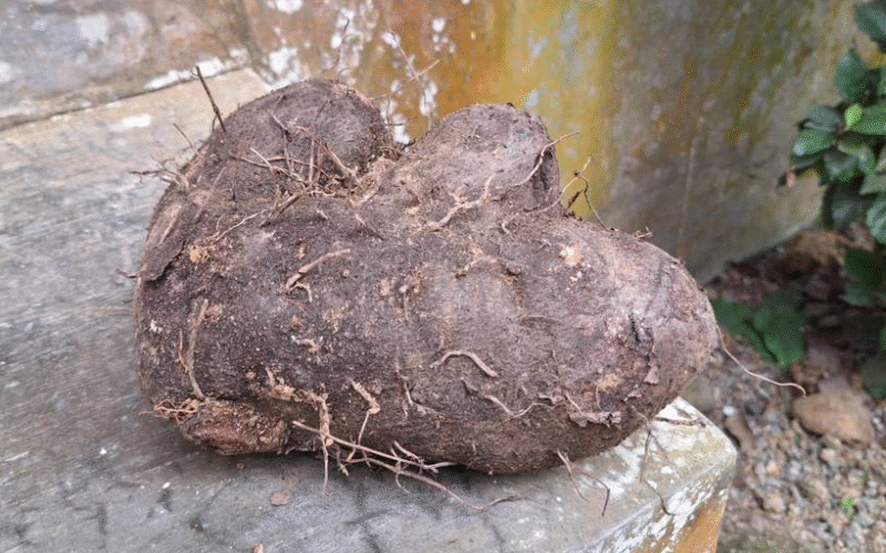 Uwi - (Dioscorea alata)