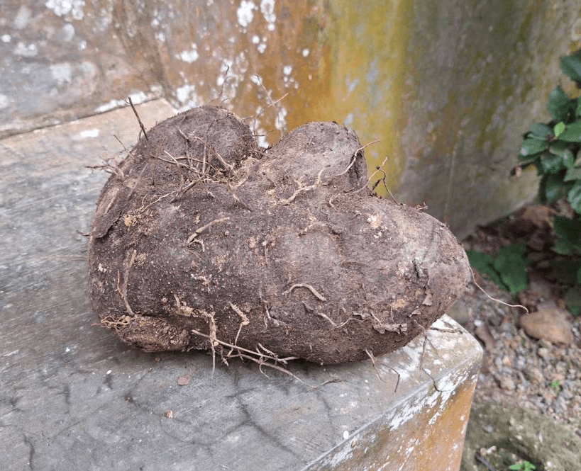 Uwi - (Dioscorea alata)
