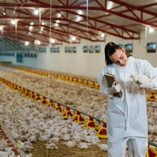 Danantara Mulai Hilirisasi Ayam Rp20 Triliun, Harapan Baru Peternak Rakyat