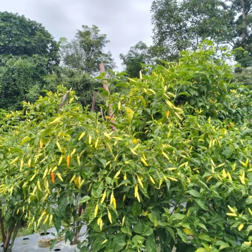 Harga Cabai Naik Tajam di Sintang, Pedagang Keluhkan Keuntungan Menipis