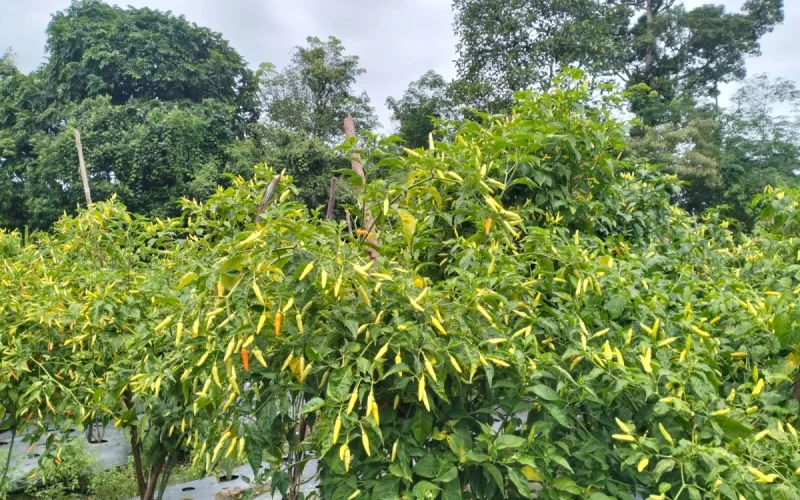 Harga Cabai Naik Tajam di Sintang, Pedagang Keluhkan Keuntungan Menipis