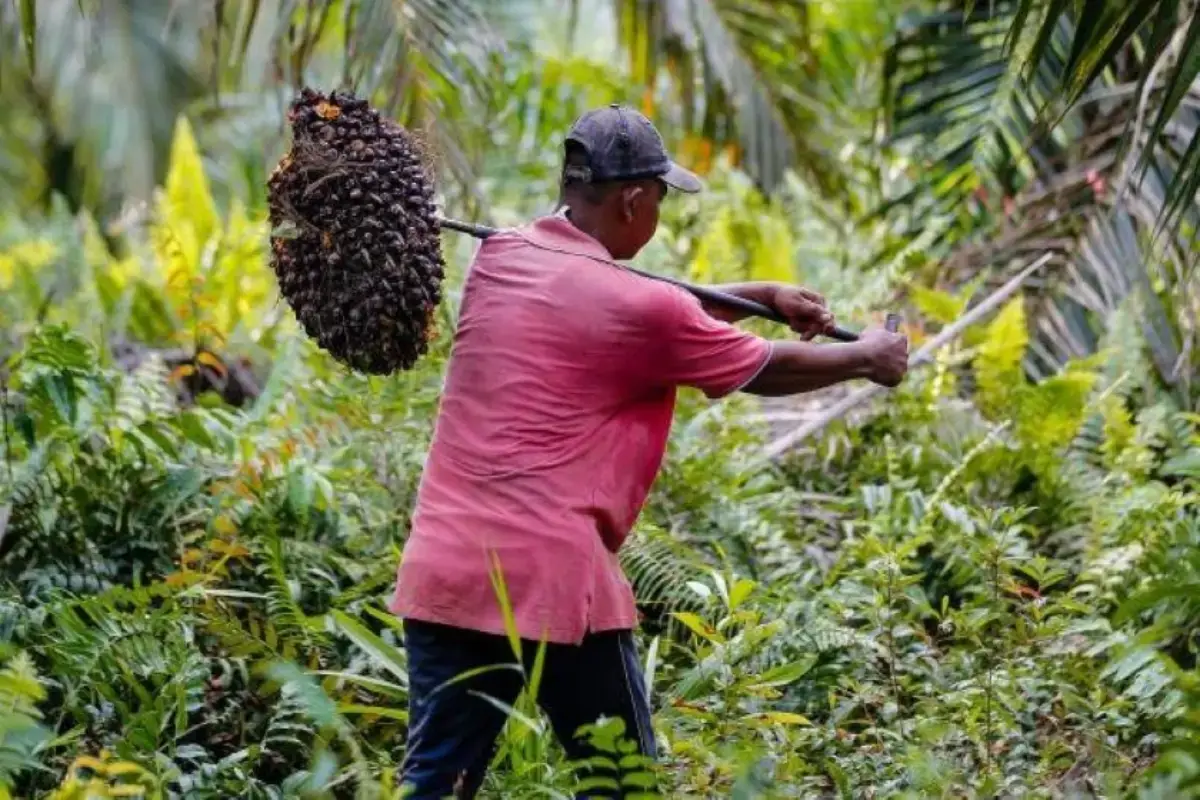 Pengawasan tata niaga sawit